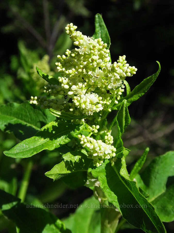 alpine knotweed (Aconogonon phytolaccifolium (Koenigia phytolaccifolia)) [Sparlin Tie Trail, Oregon Caves National Preserve, Oregon]