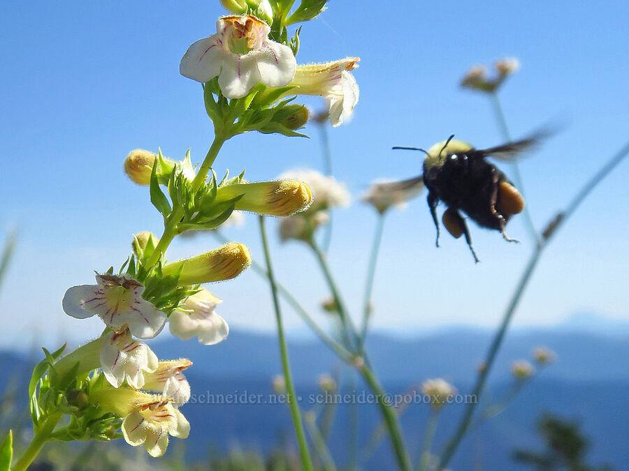 bumblebee & hot rock penstemon (Bombus sp., Penstemon deustus) [Mt. Elijah, Oregon Caves National Preserve, Josephine County, Oregon]