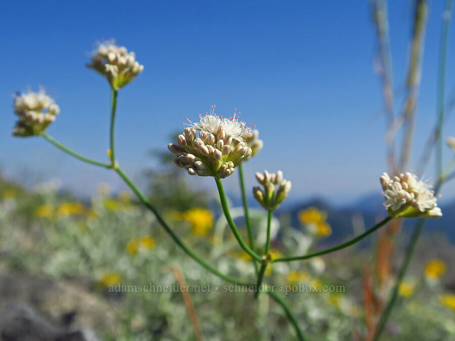 bare-stem buckwheat (Eriogonum nudum var. nudum) [Mt. Elijah, Oregon Caves National Preserve, Josephine County, Oregon]