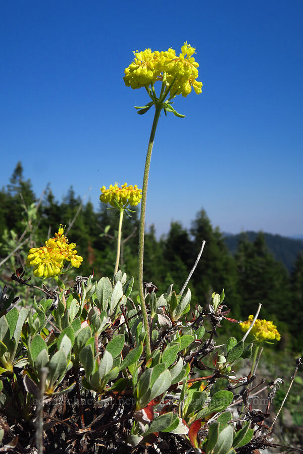 sulphur-flower buckwheat (Eriogonum umbellatum var. ellipticum, Eriogonum umbellatum) [Mt. Elijah, Oregon Caves National Preserve, Josephine County, Oregon]