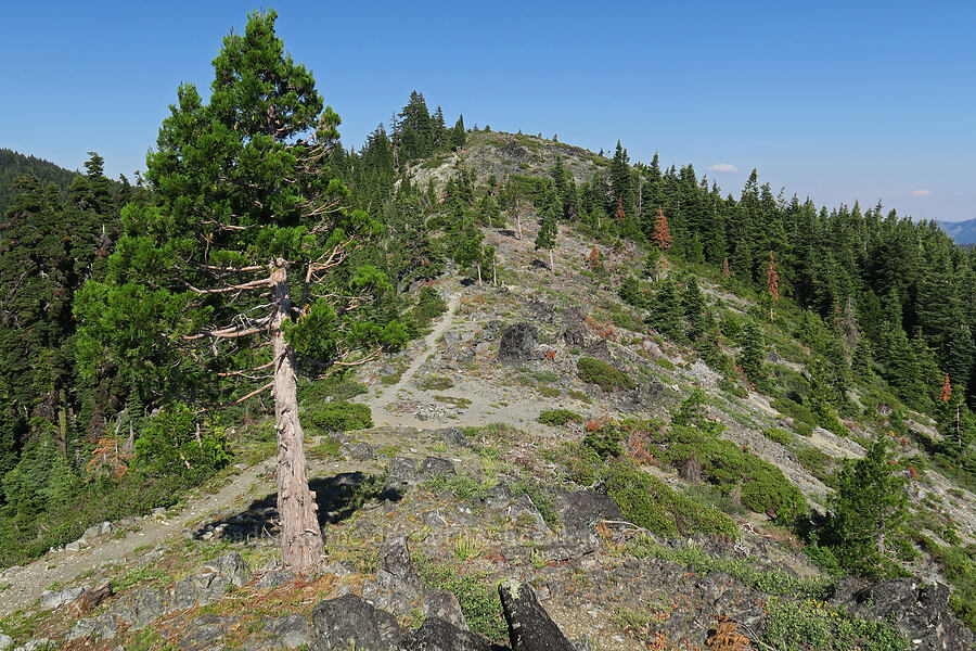 summit of Mt. Elijah [Mt. Elijah, Oregon Caves National Preserve, Josephine County, Oregon]