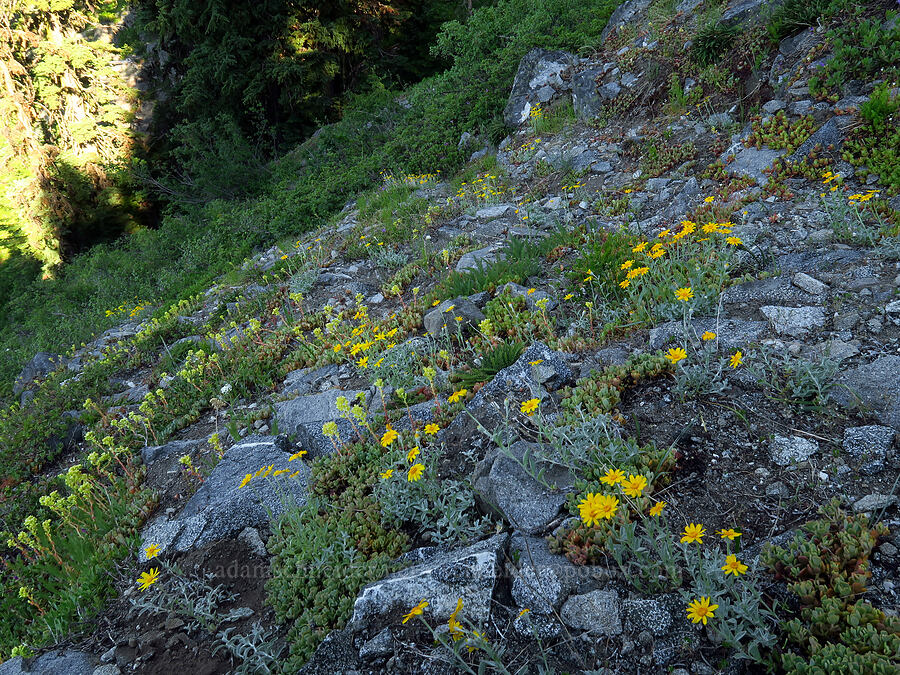 wildflowers & ferns [Mt. Elijah Trail, Oregon Caves National Preserve, Josephine County, Oregon]