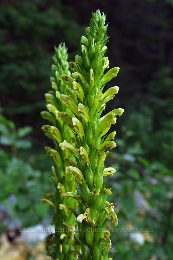 bracted lousewort (Pedicularis bracteosa) [above Bigelow Lakes, Oregon Caves National Preserve, Josephine County, Oregon]