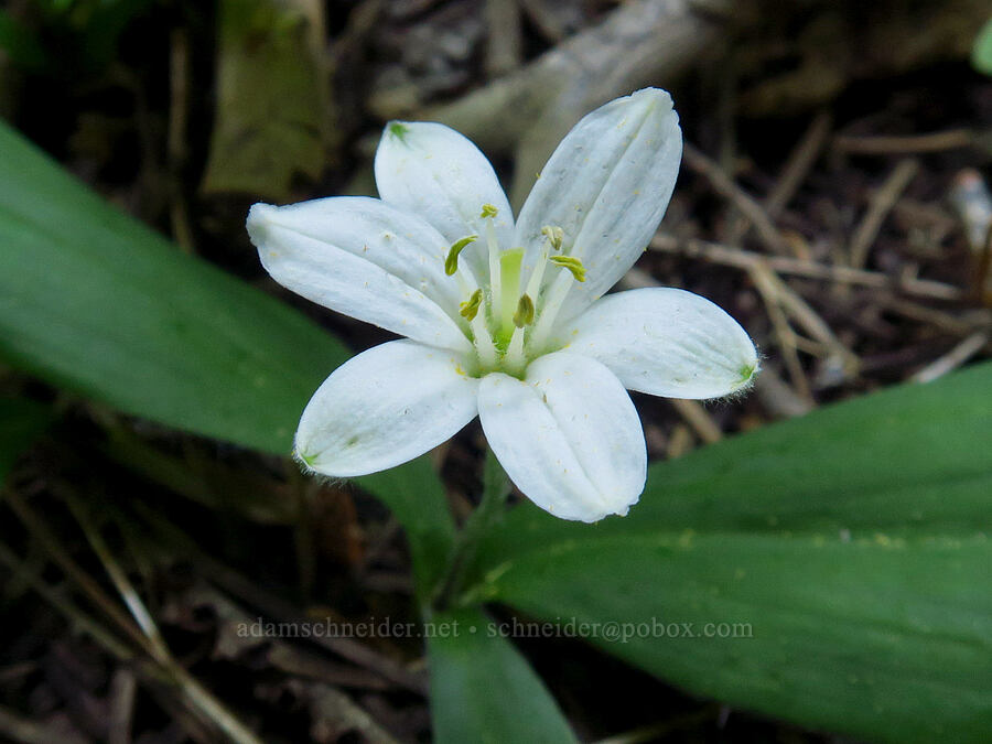 bead lily (Clintonia uniflora) [above Bigelow Lakes, Oregon Caves National Preserve, Josephine County, Oregon]