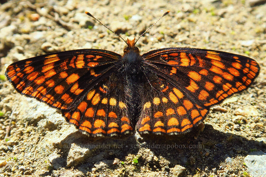 Hoffmann's checkerspot butterfly (Chlosyne hoffmanni) [Mt. Elijah Tie Trail, Oregon Caves National Preserve, Josephine County, Oregon]