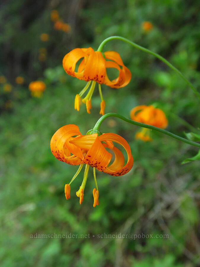 Columbia tiger lilies (Lilium columbianum) [Forest Road 4611-070, Rogue River-Siskiyou National Forest, Josephine County, Oregon]