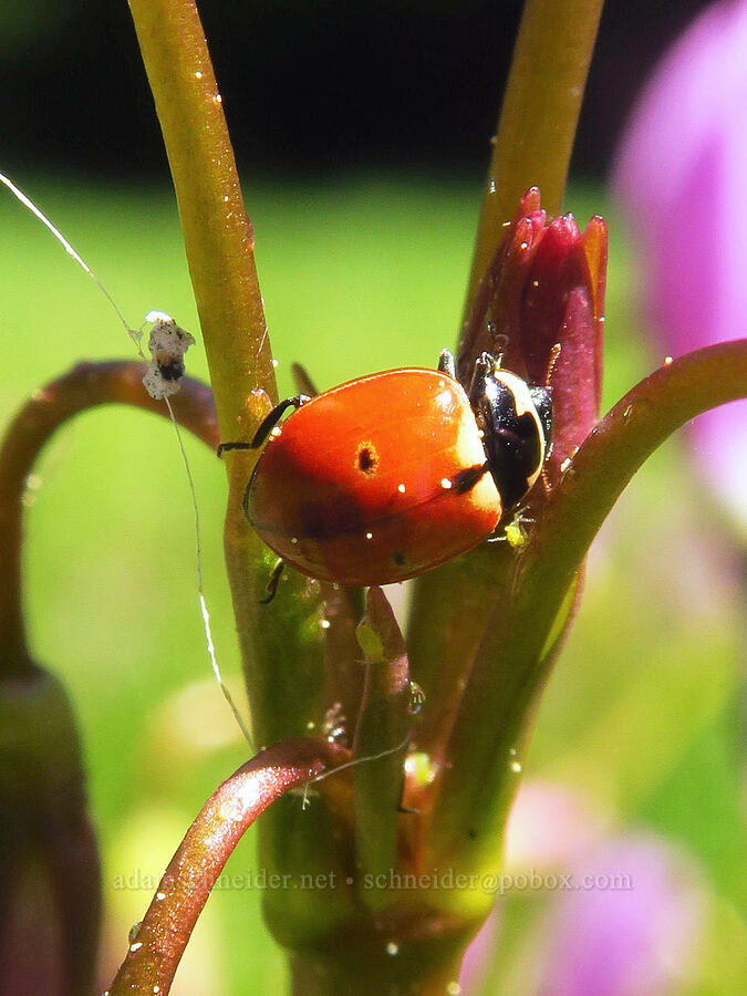 three-banded ladybird beetle on shooting stars (Coccinella trifasciata subversa, Dodecatheon jeffreyi (Primula jeffreyi)) [Bottle Prairie, Mt. Hood National Forest, Hood River County, Oregon]