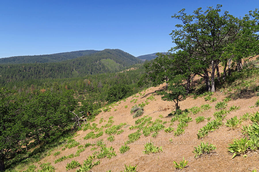 dry hillside [School Canyon Trail, Badger Creek Wilderness, Wasco County, Oregon]