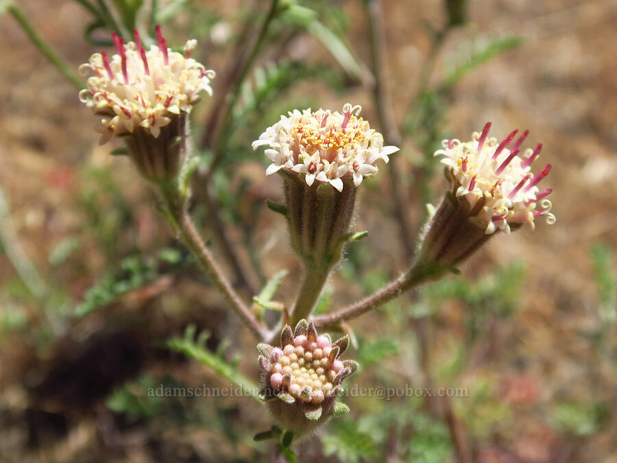 Douglas' pincushion (Chaenactis douglasii) [Little Badger Creek Canyon, Badger Creek Wilderness, Wasco County, Oregon]