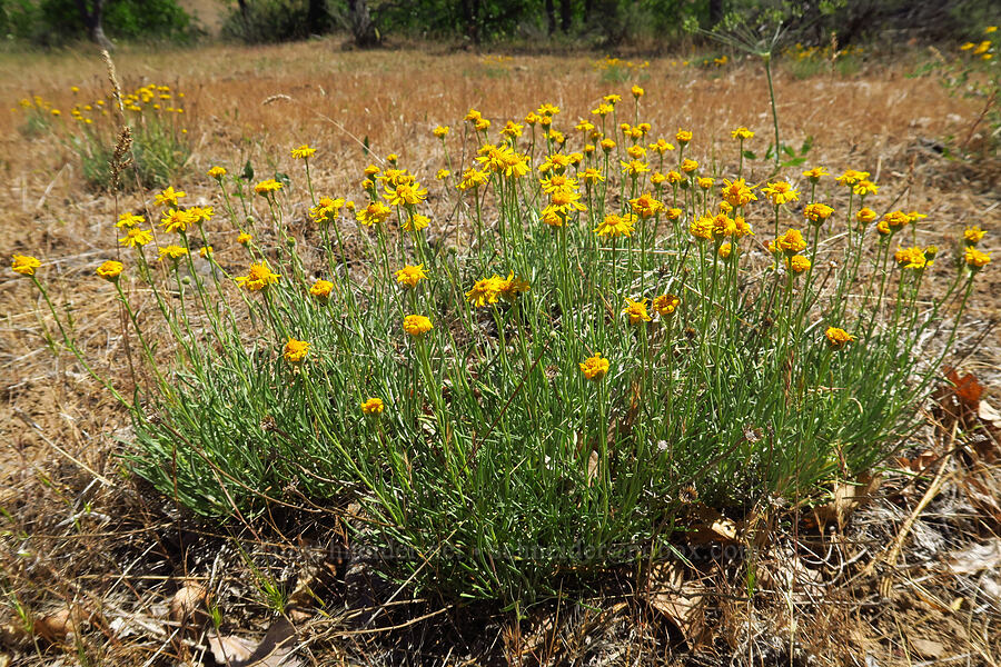desert yellow daisies (Erigeron linearis) [Little Badger Creek Canyon, Badger Creek Wilderness, Wasco County, Oregon]