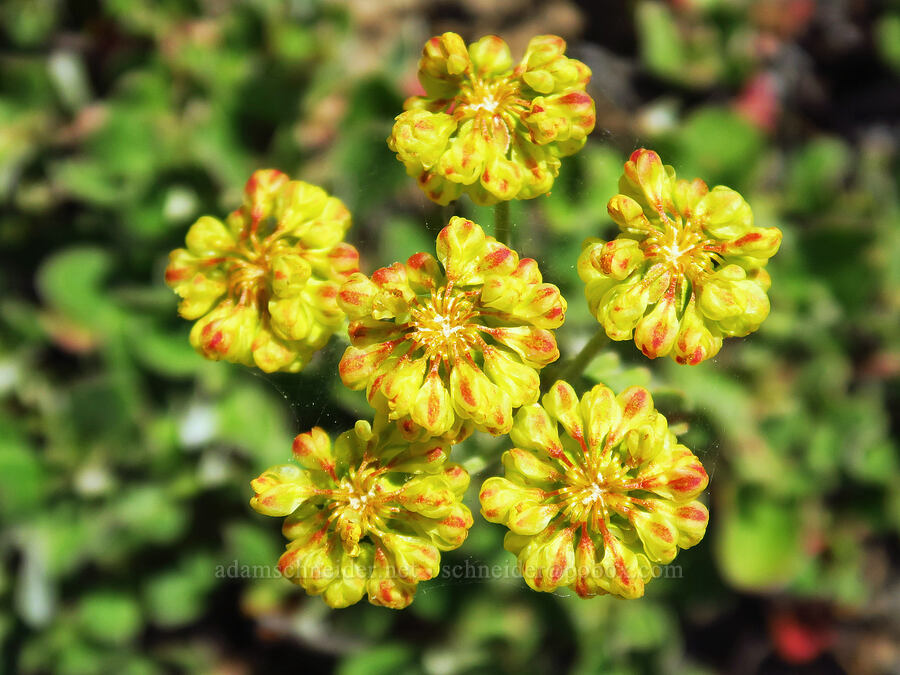 sulphur-flower buckwheat (Eriogonum umbellatum) [Little Badger Creek Canyon, Badger Creek Wilderness, Wasco County, Oregon]