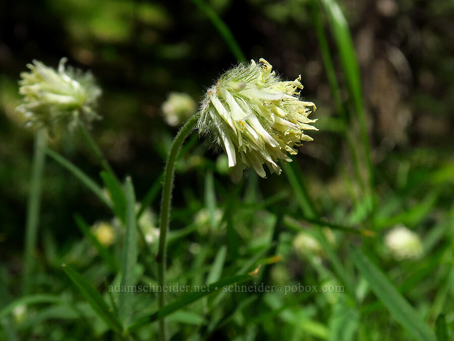 woolly-head clover (Trifolium eriocephalum) [Little Badger Creek Canyon, Badger Creek Wilderness, Wasco County, Oregon]