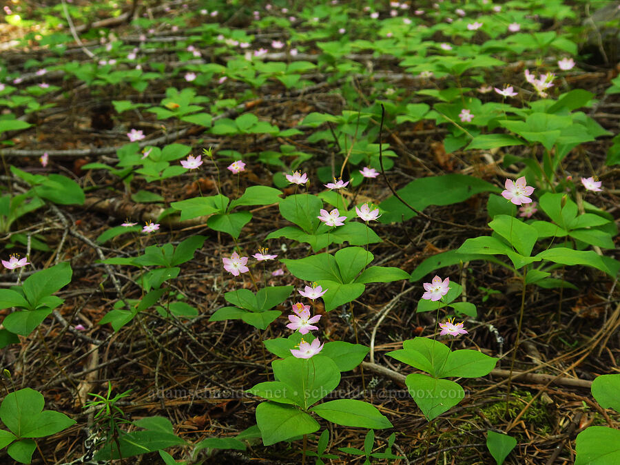 western starflowers (Lysimachia latifolia (Trientalis borealis ssp. latifolia)) [Little Badger Trail, Badger Creek Wilderness, Wasco County, Oregon]
