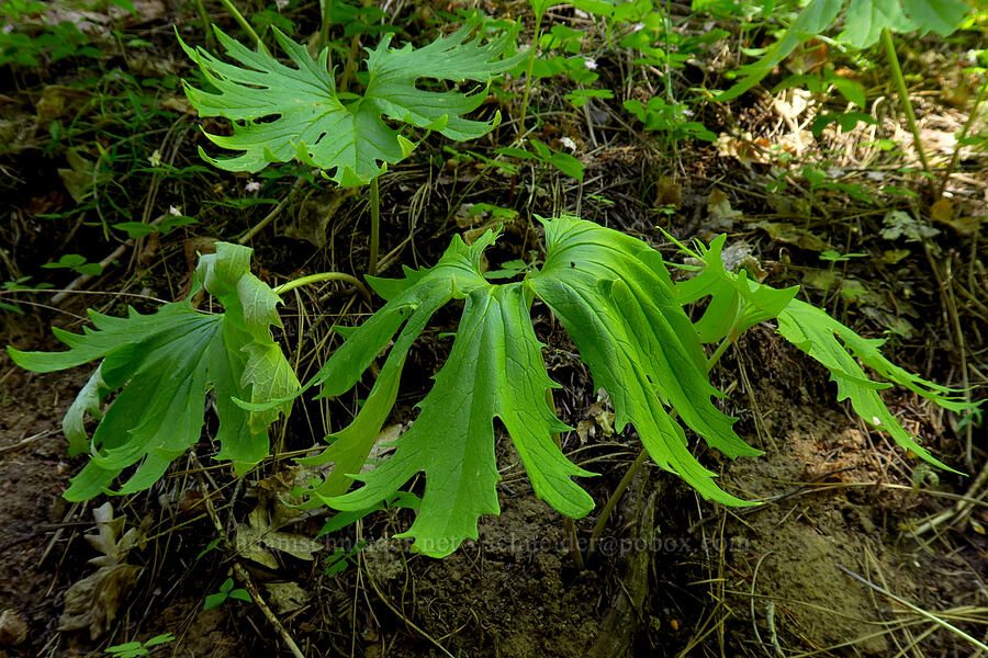 silver-crown luina leaves (Cacaliopsis nardosmia (Cacalia nardosmia)) [Little Badger Trail, Badger Creek Wilderness, Wasco County, Oregon]