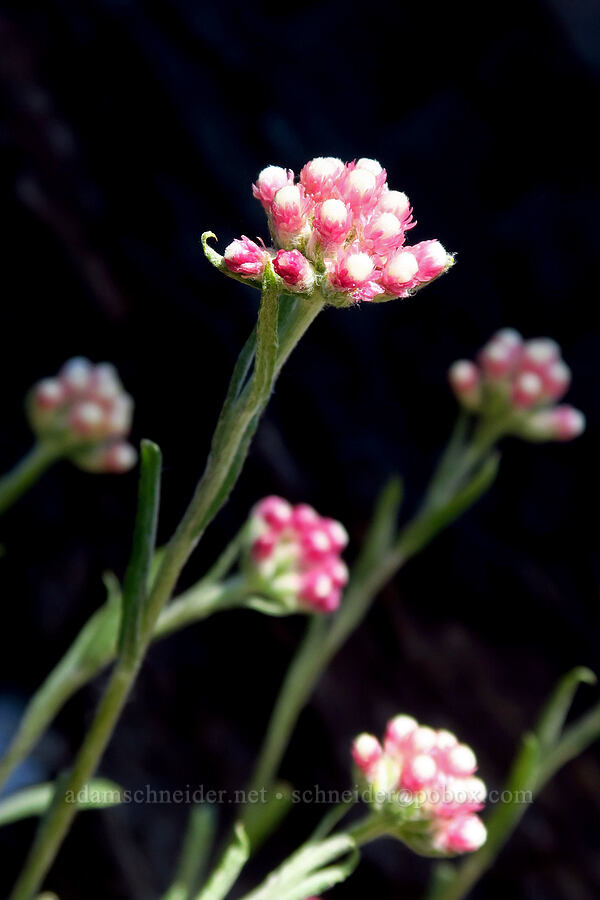rosy pussy-toes (Antennaria rosea (Antennaria microphylla)) [Little Badger Trail, Badger Creek Wilderness, Wasco County, Oregon]