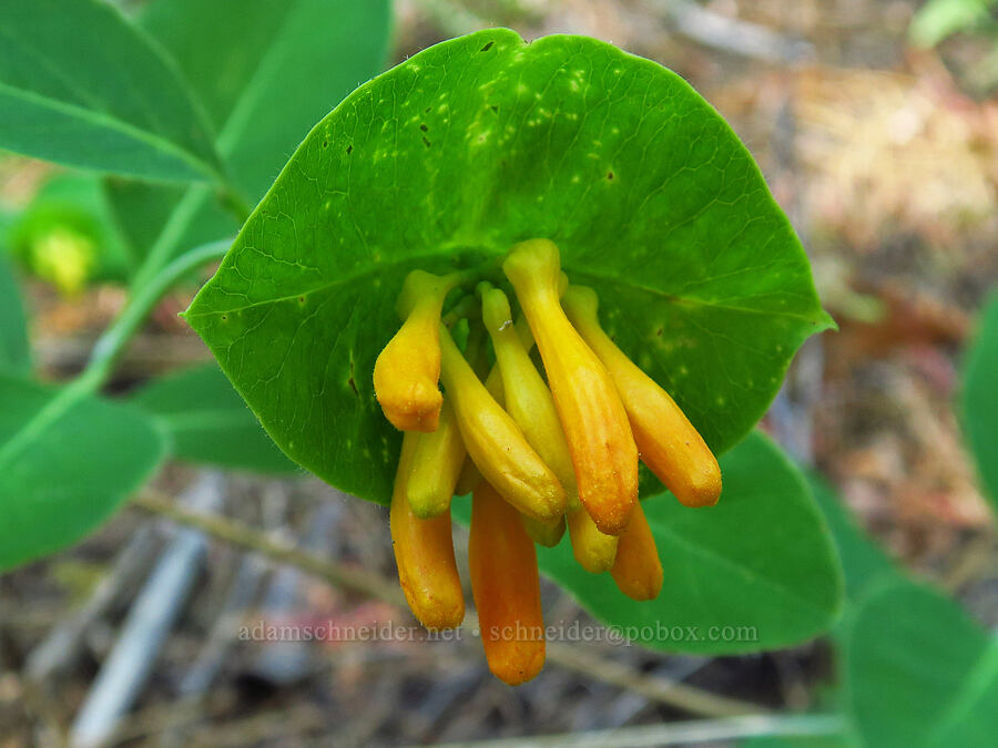 orange honeysuckle, budding (Lonicera ciliosa) [Little Badger Trail, Badger Creek Wilderness, Wasco County, Oregon]