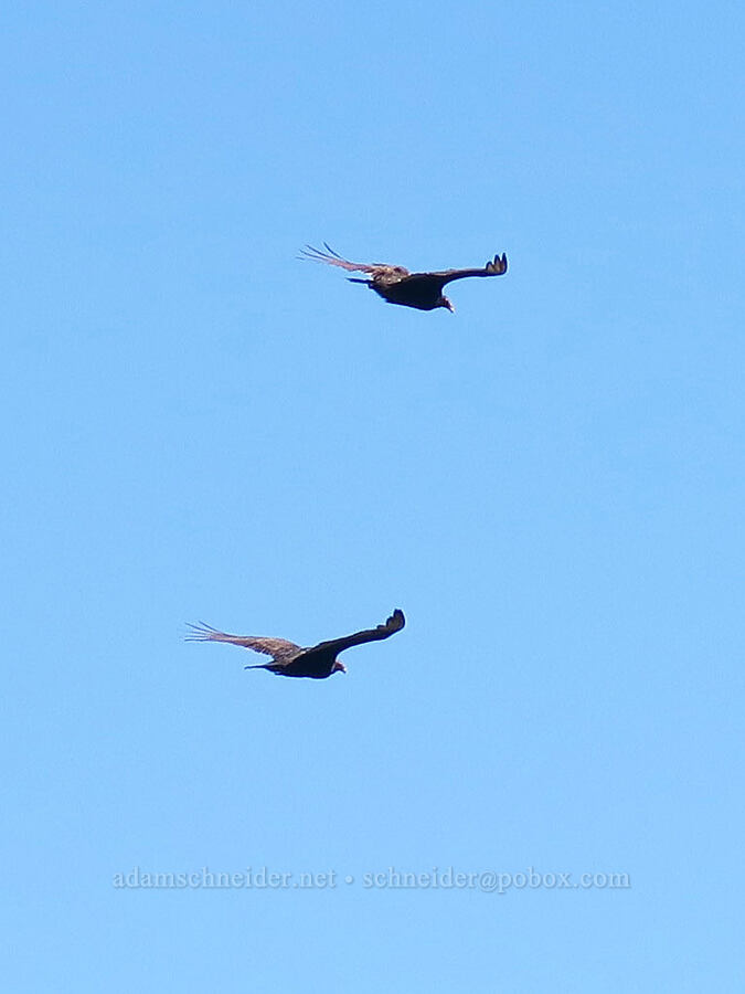 turkey vultures (Cathartes aura) [Little Badger Trail, Badger Creek Wilderness, Wasco County, Oregon]