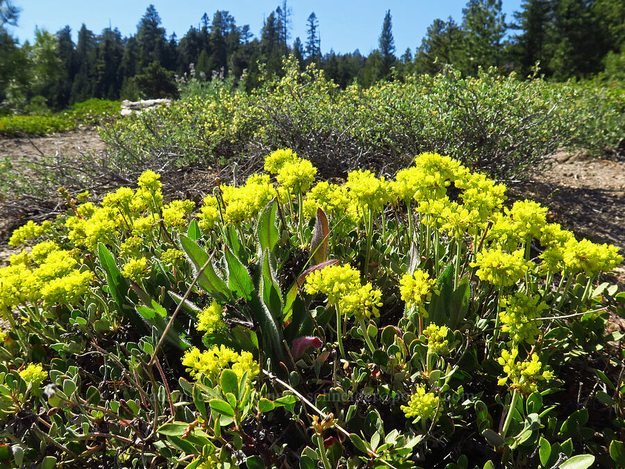 sulphur-flower buckwheat (Eriogonum umbellatum) [Little Badger Trail, Badger Creek Wilderness, Wasco County, Oregon]