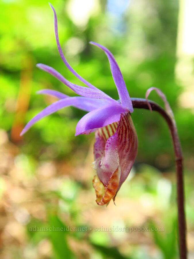 fairy-slipper orchid (Calypso bulbosa) [Little Badger Trail, Badger Creek Wilderness, Wasco County, Oregon]