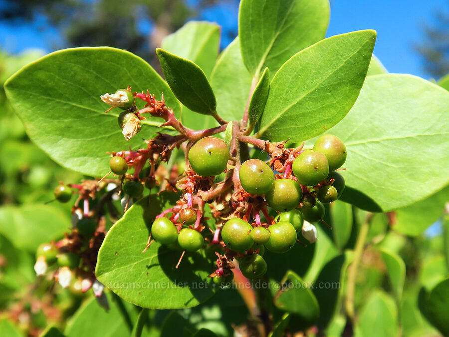 green-leaf manzanita berries (Arctostaphylos patula) [Little Badger Trail, Badger Creek Wilderness, Wasco County, Oregon]