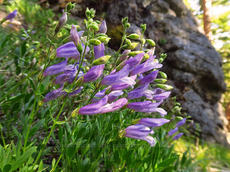shrubby penstemon (Penstemon fruticosus) [School Canyon Trail, Badger Creek Wilderness, Wasco County, Oregon]