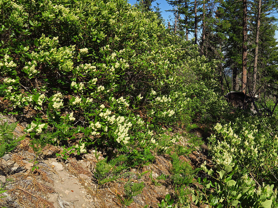 snow-brush ceanothus (Ceanothus velutinus) [School Canyon Trail, Badger Creek Wilderness, Wasco County, Oregon]