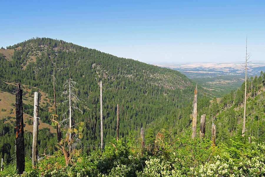 wildfire damage & Hootnanny Point [School Canyon Trail, Badger Creek Wilderness, Wasco County, Oregon]