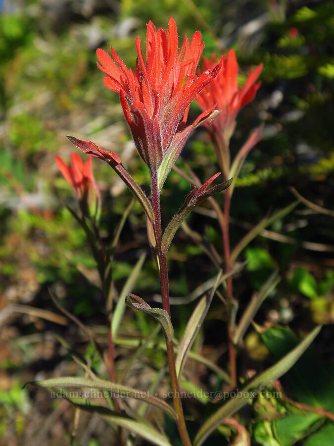 scarlet paintbrush (Castilleja miniata) [School Canyon Trail, Badger Creek Wilderness, Wasco County, Oregon]