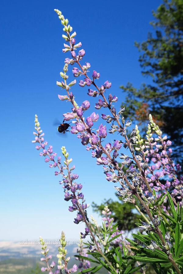 spurred lupine & bumblebee (Lupinus arbustus, Bombus sp.) [School Canyon Trail, Badger Creek Wilderness, Wasco County, Oregon]