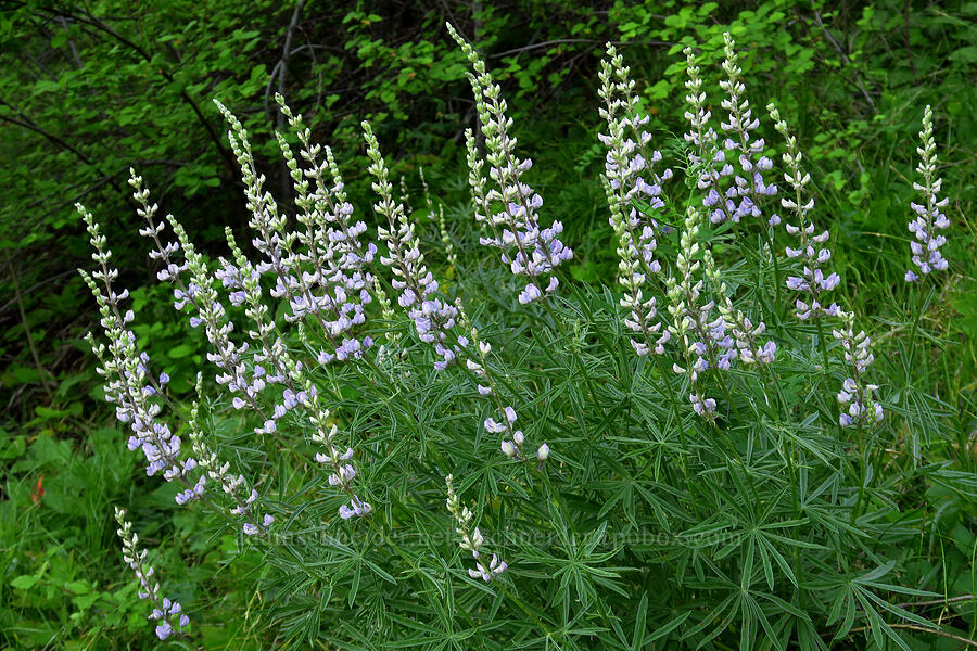 spurred lupine (Lupinus arbustus) [School Canyon Trail, Badger Creek Wilderness, Wasco County, Oregon]