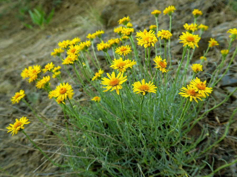 desert yellow daisies (Erigeron linearis) [School Canyon Trail, Badger Creek Wilderness, Wasco County, Oregon]