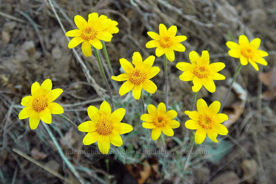 Oregon sunshine (Eriophyllum lanatum) [School Canyon Trail, Badger Creek Wilderness, Wasco County, Oregon]