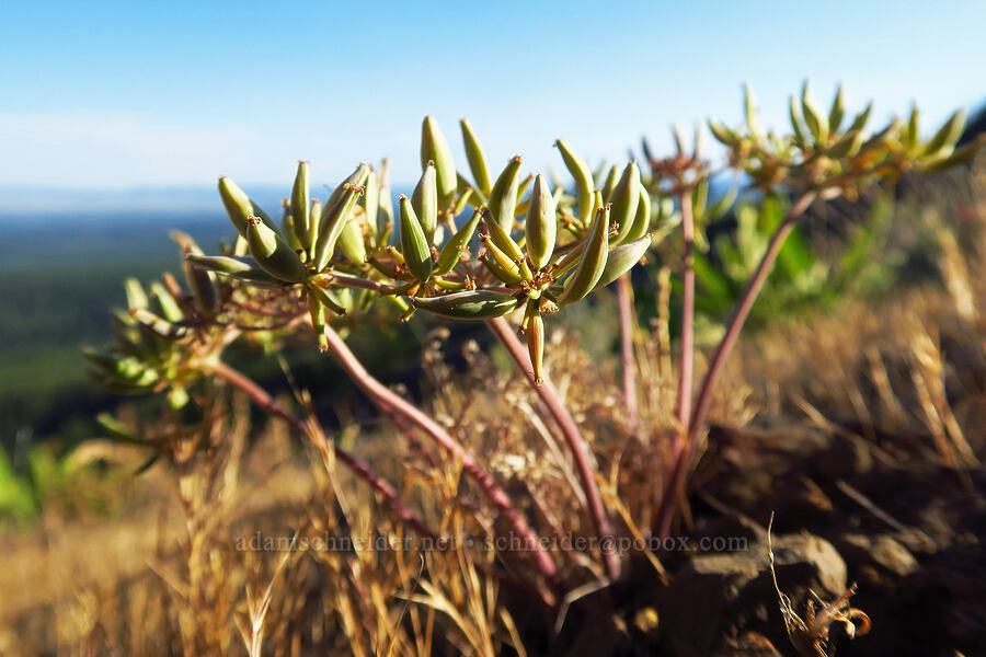 big-seed biscuitroot (Lomatium macrocarpum) [School Canyon Trail, Badger Creek Wilderness, Wasco County, Oregon]