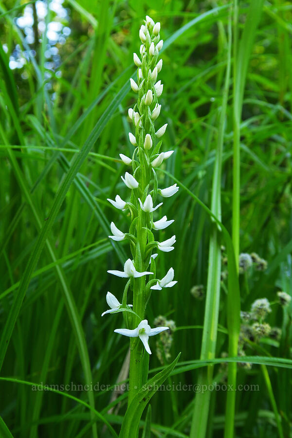 white bog orchid (Platanthera dilatata var. dilatata (Habenaria dilatata)) [Stafford Creek Trail, Okanogan-Wenatchee National Forest, Kittitas County, Washington]