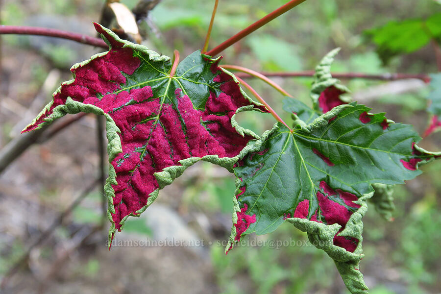 maple leaf with red velvet erineum mite galls (Acer glabrum var. douglasii, Aceria calaceris (Eriophyes calaceris)) [Stafford Creek Trail, Okanogan-Wenatchee National Forest, Kittitas County, Washington]