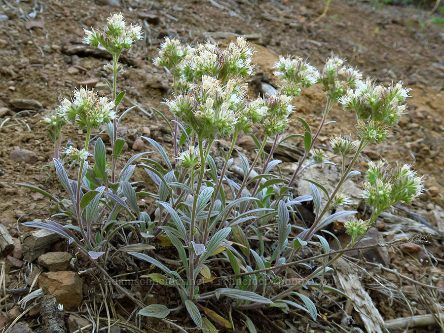 narrow-sepal phacelia (Phacelia hastata var. leptosepala (Phacelia leptosepala)) [Stafford Creek Trail, Okanogan-Wenatchee National Forest, Kittitas County, Washington]