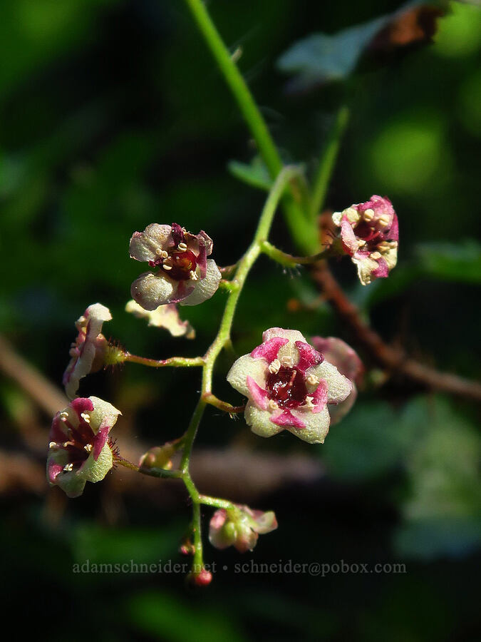 prickly currant (swamp gooseberry) (Ribes lacustre) [Stafford Creek Trail, Okanogan-Wenatchee National Forest, Kittitas County, Washington]