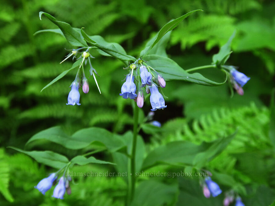 tall bluebells (Mertensia paniculata) [Stafford Creek Trail, Okanogan-Wenatchee National Forest, Kittitas County, Washington]
