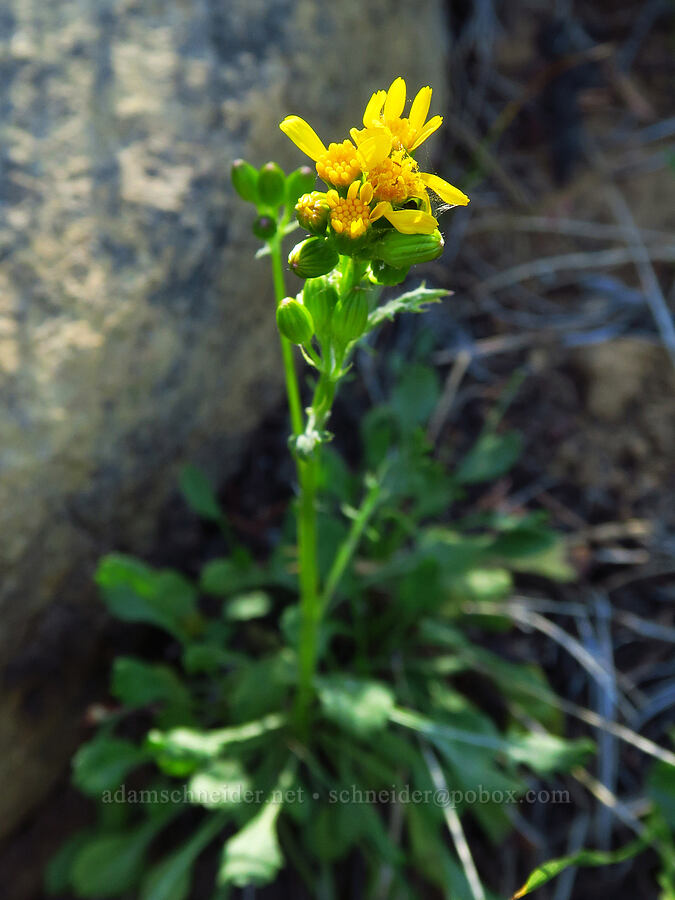 Rocky Mountain groundsel (Packera streptanthifolia (Senecio streptanthifolius)) [Stafford Creek Trail, Okanogan-Wenatchee National Forest, Kittitas County, Washington]