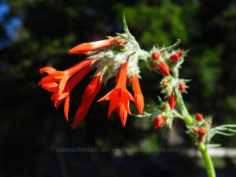 scarlet gilia (Ipomopsis aggregata) [Stafford Creek Trail, Okanogan-Wenatchee National Forest, Kittitas County, Washington]