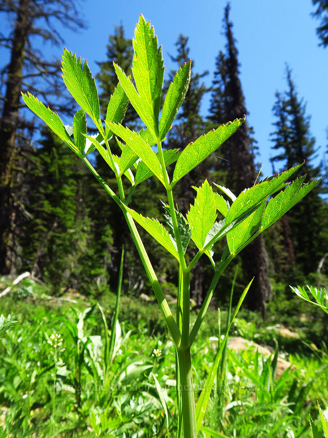 sharp-tooth angelica (Angelica arguta) [Stafford Creek Trail, Okanogan-Wenatchee National Forest, Kittitas County, Washington]