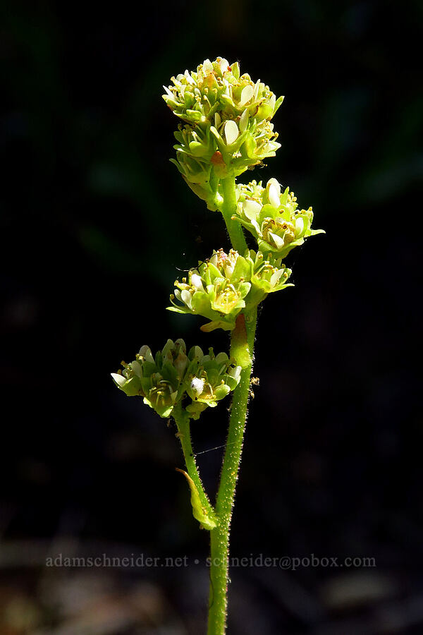 swamp saxifrage (Micranthes nidifica (Saxifraga nidifica)) [Stafford Creek Trail, Okanogan-Wenatchee National Forest, Kittitas County, Washington]