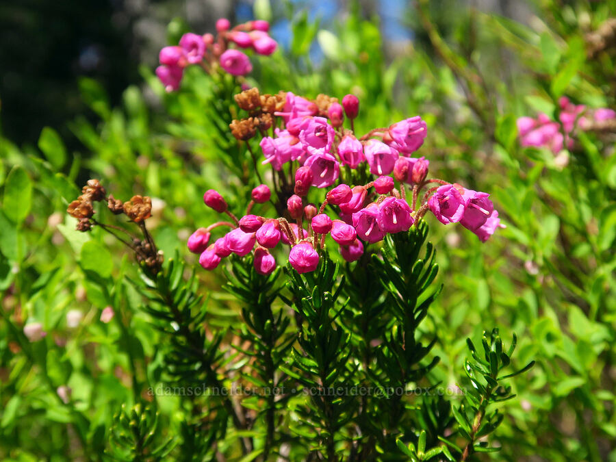 pink mountain heather (Phyllodoce empetriformis) [Stafford Creek Trail, Okanogan-Wenatchee National Forest, Kittitas County, Washington]