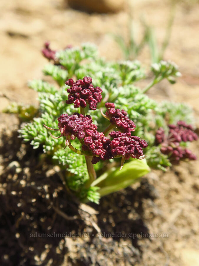 Wenatchee desert parsley (Lomatium cuspidatum) [Stafford Creek Trail, Okanogan-Wenatchee National Forest, Kittitas County, Washington]