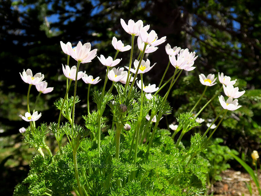 Drummond's anemones (Anemone drummondii) [Stafford Creek Trail, Okanogan-Wenatchee National Forest, Kittitas County, Washington]