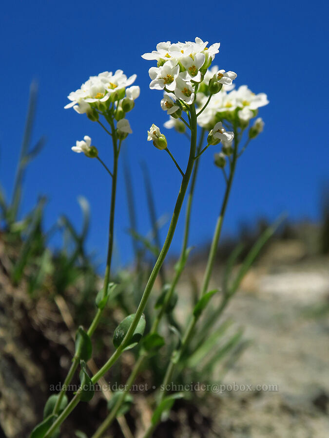 alpine penny-cress (Noccaea fendleri ssp. glauca (Thlaspi fendleri var. glaucum)) [Stafford Creek Trail, Okanogan-Wenatchee National Forest, Kittitas County, Washington]