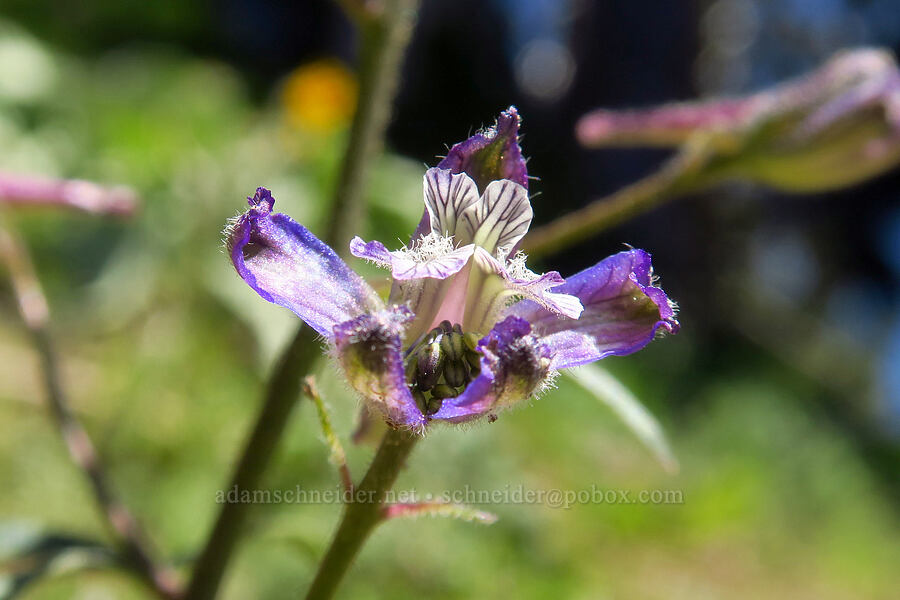 thin-petal larkspur (Delphinium lineapetalum) [Stafford Creek Trail, Okanogan-Wenatchee National Forest, Kittitas County, Washington]