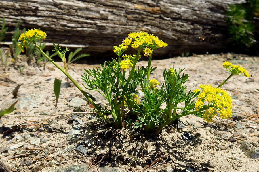 Brandegee's desert parsley (Lomatium brandegeei (Cynomarathrum brandegeei)) [Navaho Peak Trail, Okanogan-Wenatchee National Forest, Kittitas County, Washington]
