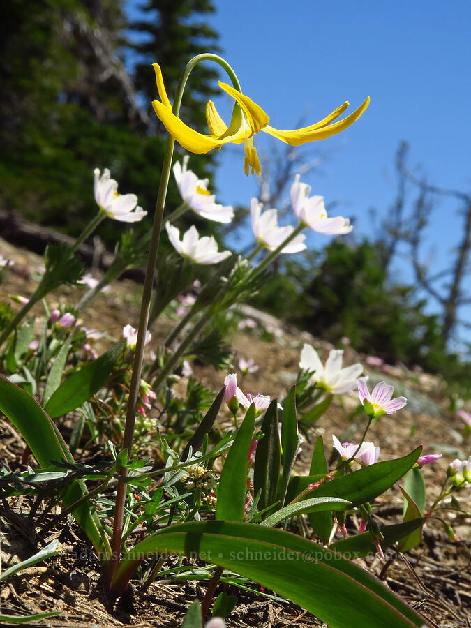 glacier lilies, anemones, & spring-beauties (Erythronium grandiflorum, Anemone drummondii, Claytonia lanceolata) [Navaho Peak Trail, Okanogan-Wenatchee National Forest, Chelan County, Washington]
