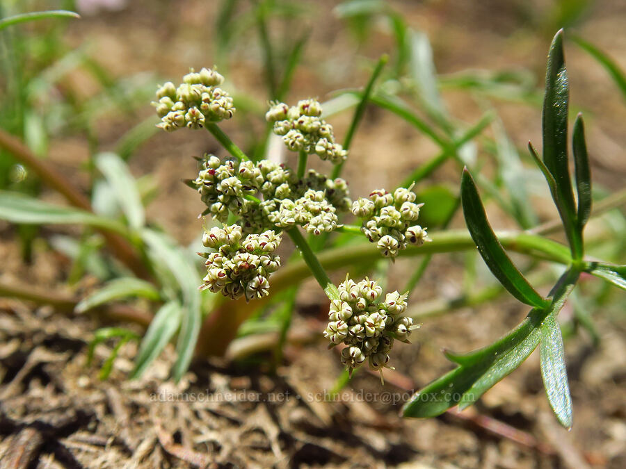 Geyer's desert parsley (Lomatium geyeri) [Navaho Peak Trail, Okanogan-Wenatchee National Forest, Chelan County, Washington]